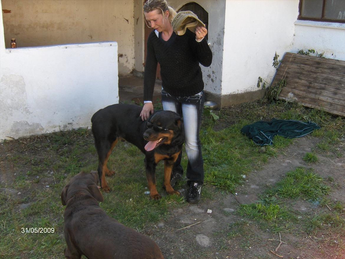 Rottweiler Canto (svigerforælders) billede 19