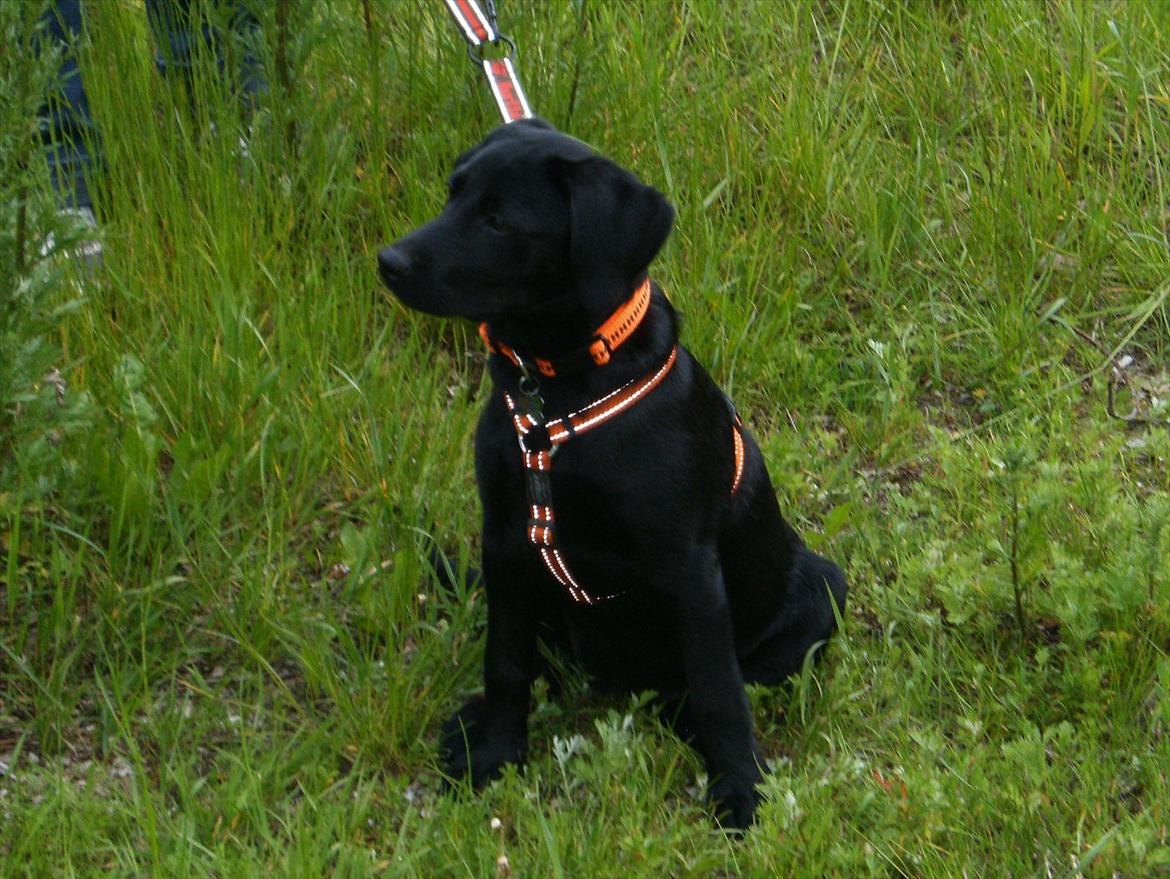 Labrador retriever Molly billede 7