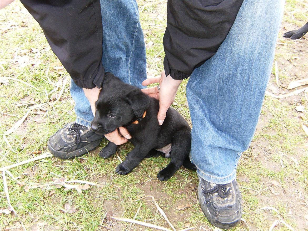 Labrador retriever Molly - Her er jeg inden jeg skulle hjem til min nye familie ( ca 7 uger ) billede 4