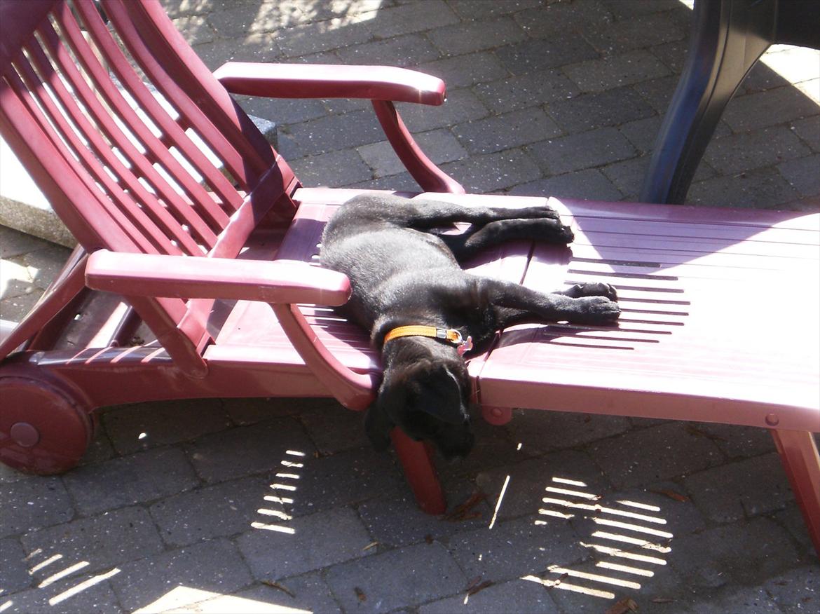 Labrador retriever Molly - Jeg ved lige hvordan man tager sol. billede 8
