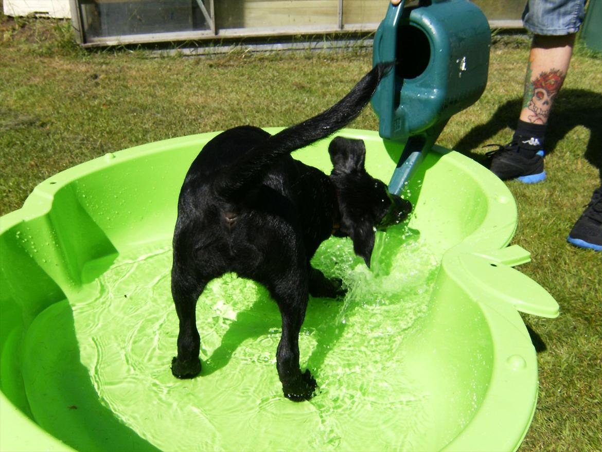 Labrador retriever Molly - Hej ikke hæld så hurtig kan jo ikke nå og drikke det. billede 9