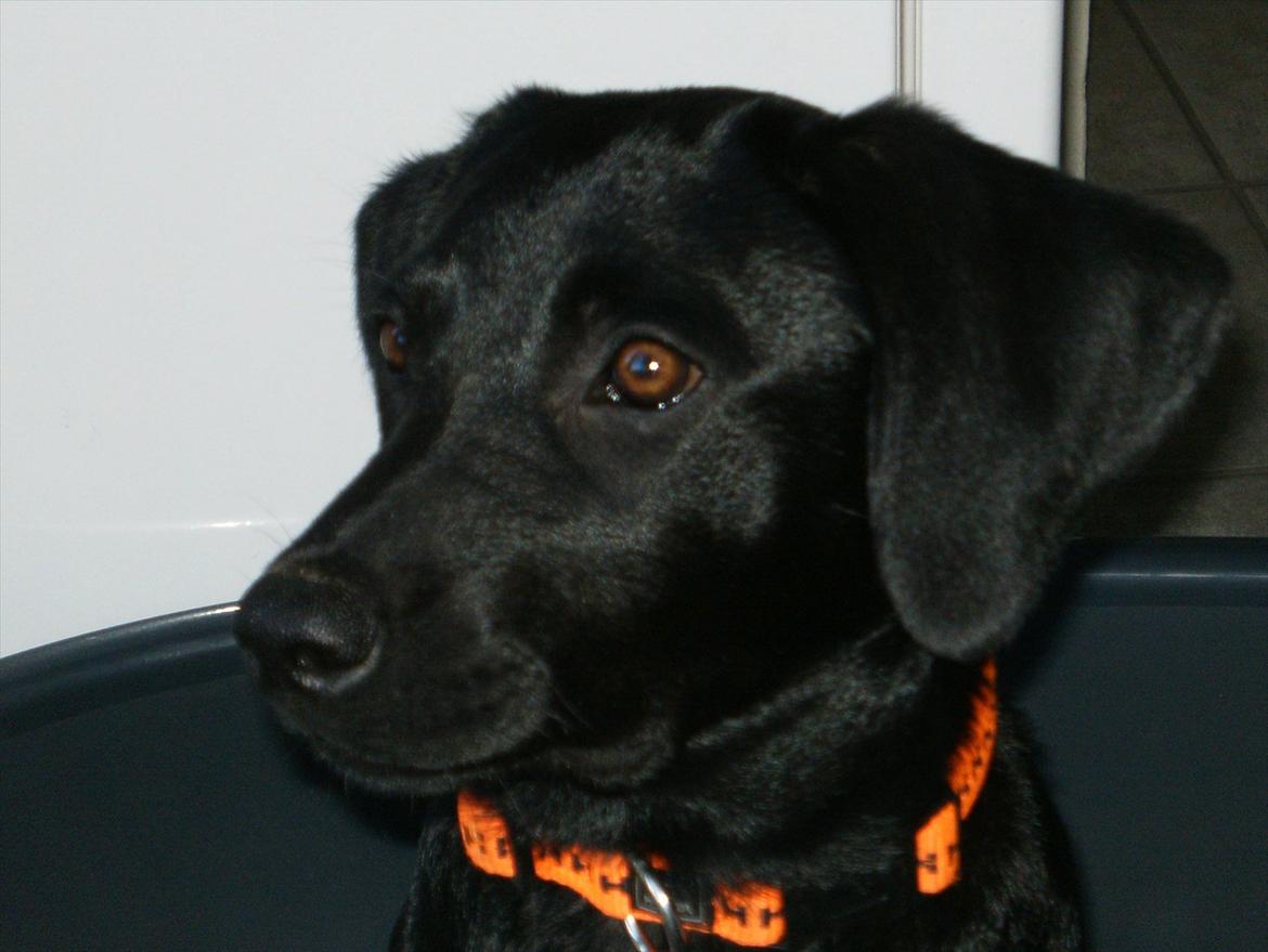 Labrador retriever Molly - Er jeg ikke bare dejlig  billede 10