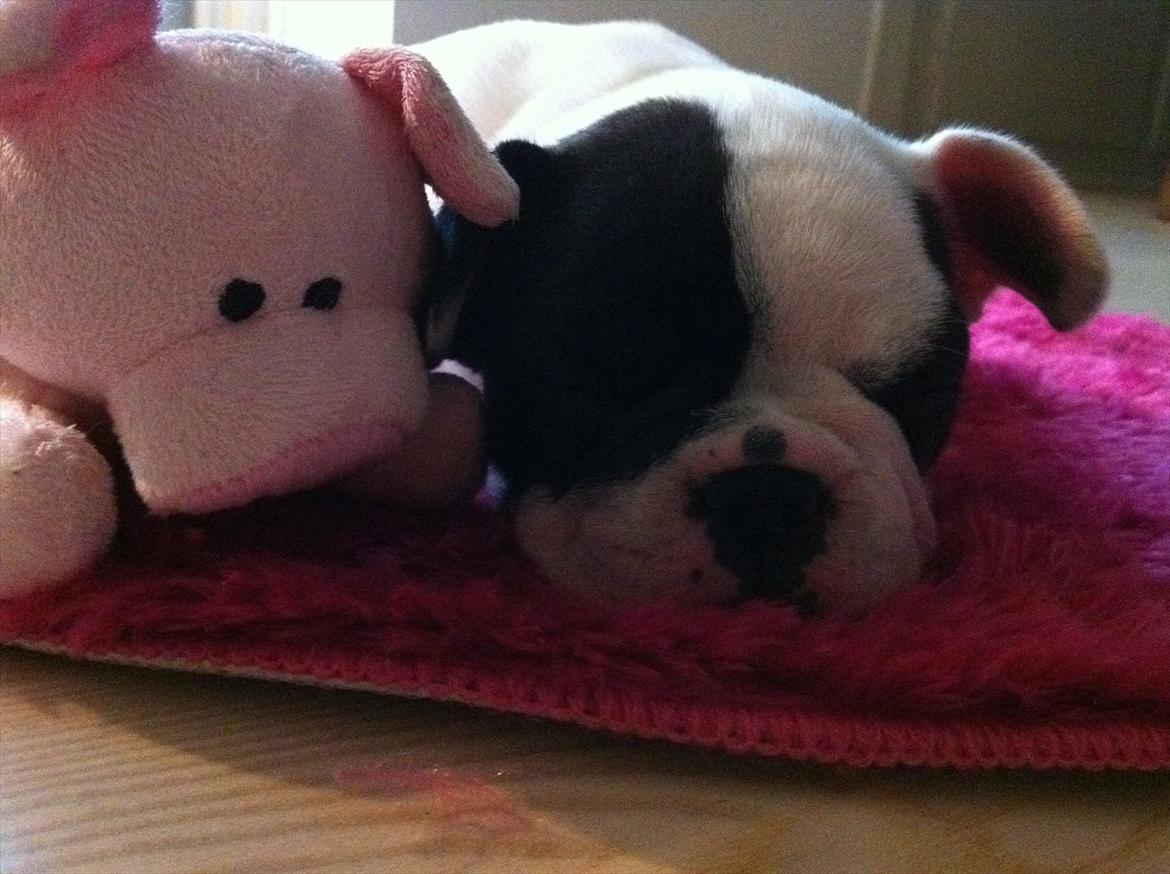 Fransk bulldog Lancomes Frederikke aka Alba - 8 uger billede 6