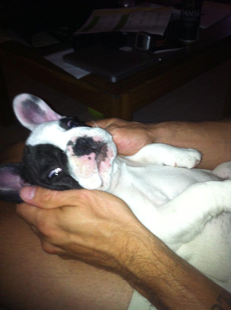 Fransk bulldog Lancomes Frederikke aka Alba - 9 uger billede 7