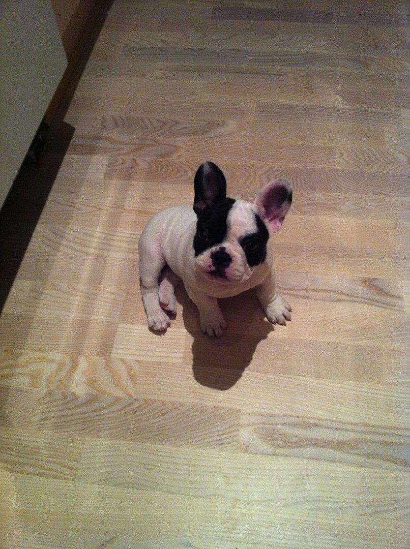 Fransk bulldog Lancomes Frederikke aka Alba - 10 uger billede 8