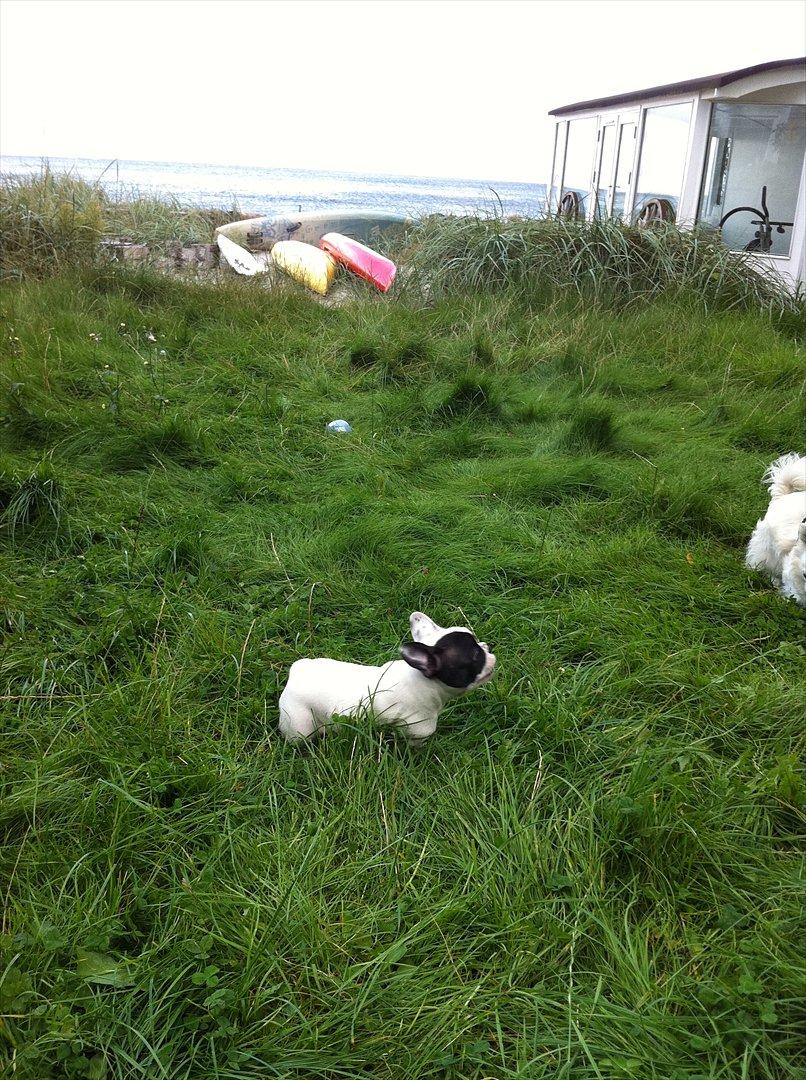 Fransk bulldog Lancomes Frederikke aka Alba - 10 uger billede 9