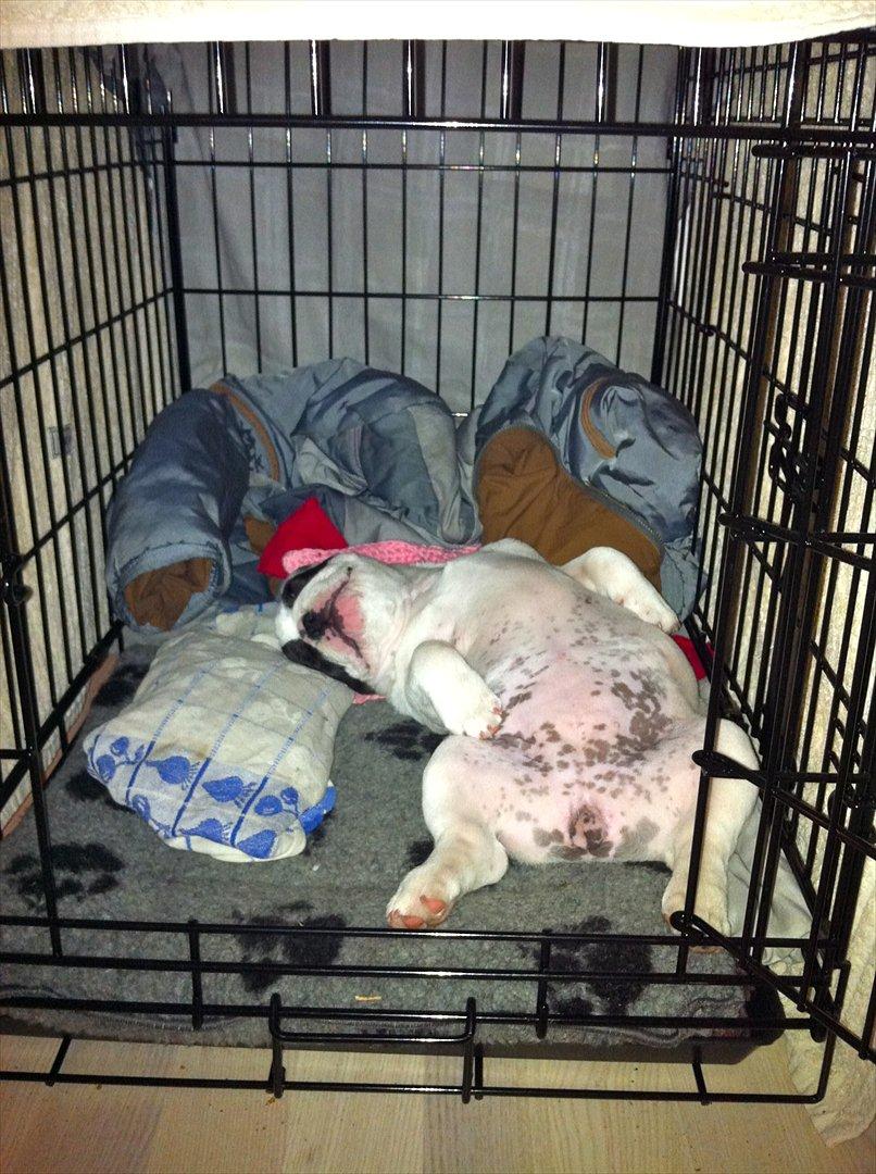 Fransk bulldog Lancomes Frederikke aka Alba - 11 uger billede 10