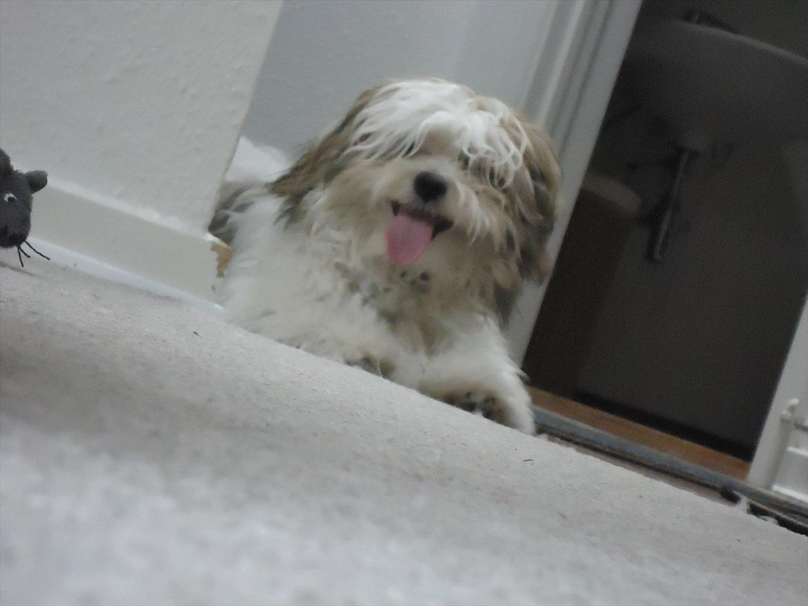 Blanding af racer Boomer billede 11