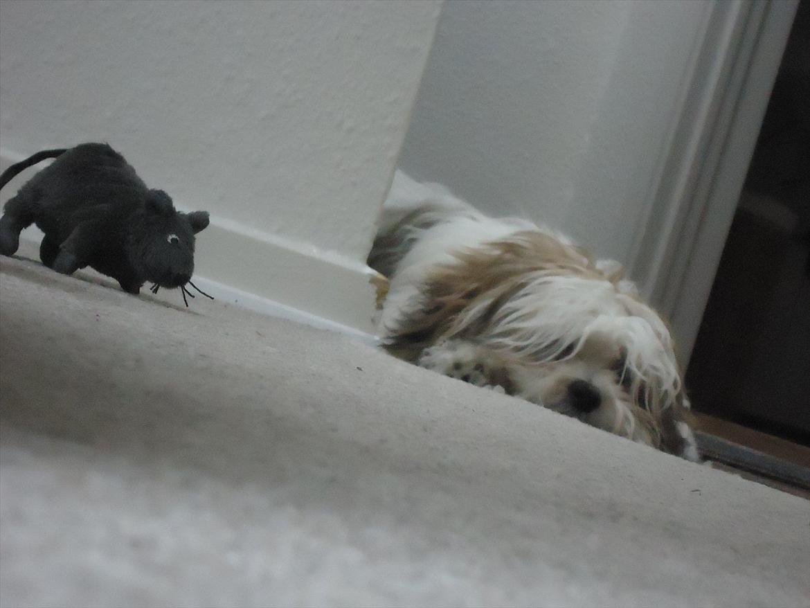 Blanding af racer Boomer billede 12