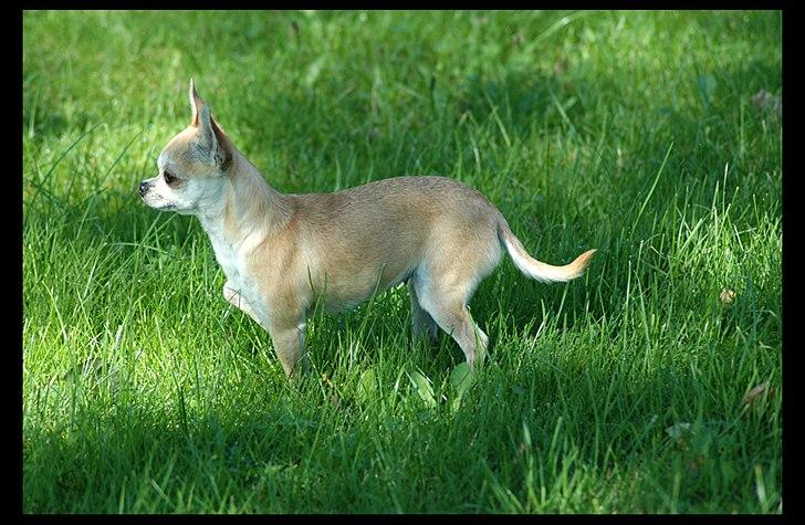 Chihuahua Annabell - Smuksak billede 1