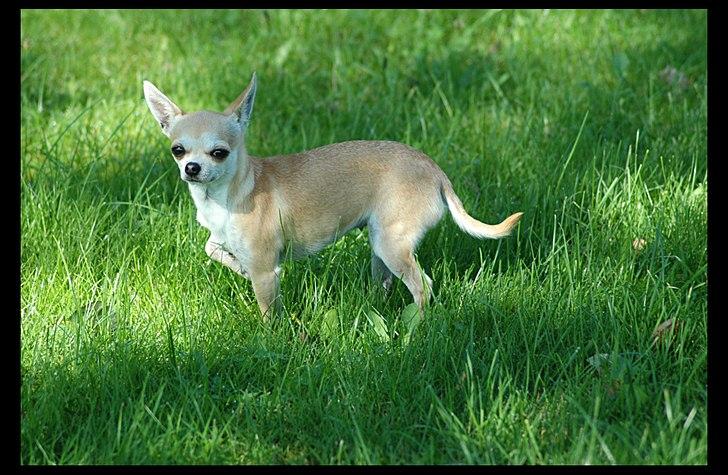 Chihuahua Annabell billede 2