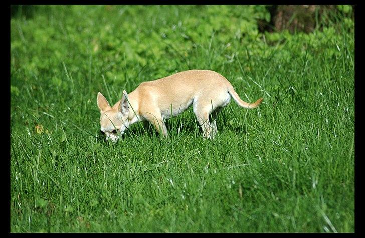 Chihuahua Annabell billede 3
