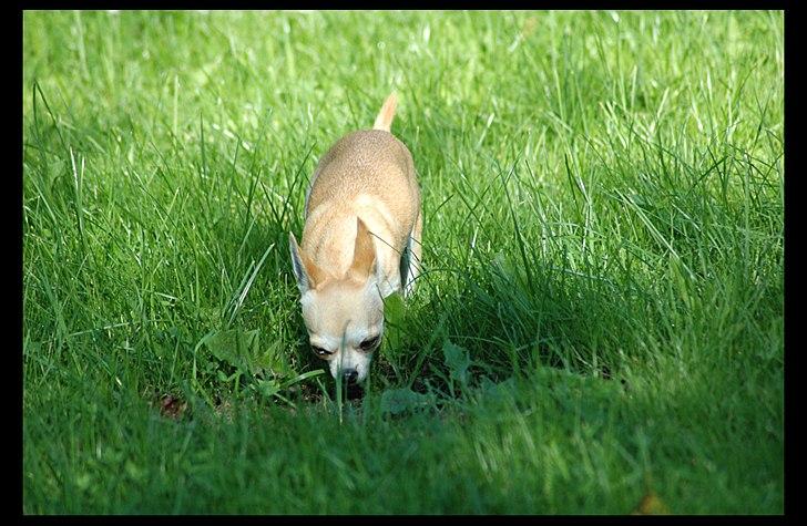 Chihuahua Annabell billede 4