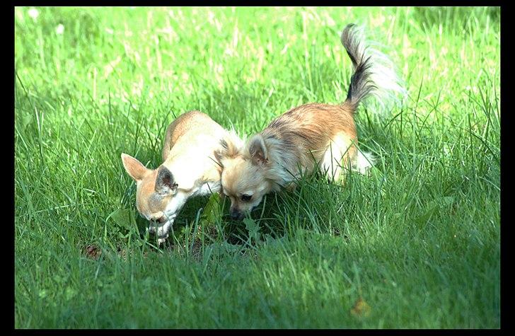 Chihuahua Annabell - Lurer lige et muldvappeskud med Amy billede 5