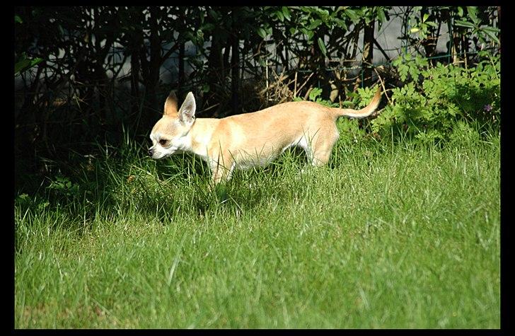 Chihuahua Annabell billede 6