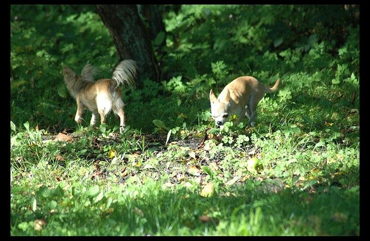 Chihuahua Annabell billede 7