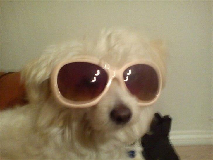 Chinese crested powder puff Bumle <3 - Er jeg ikk cool ?? :D billede 13