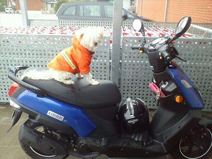 Chinese crested powder puff Bumle <3 - Scooterhunden Bumle :P billede 14