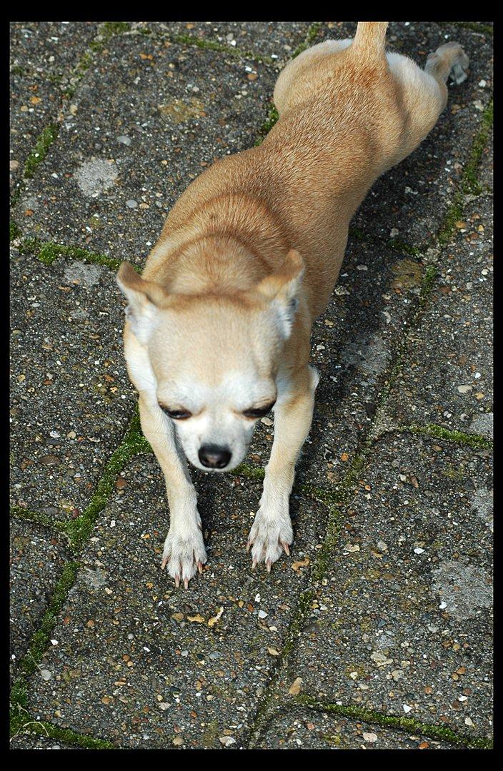 Chihuahua Annabell - Strækker sig lige billede 8