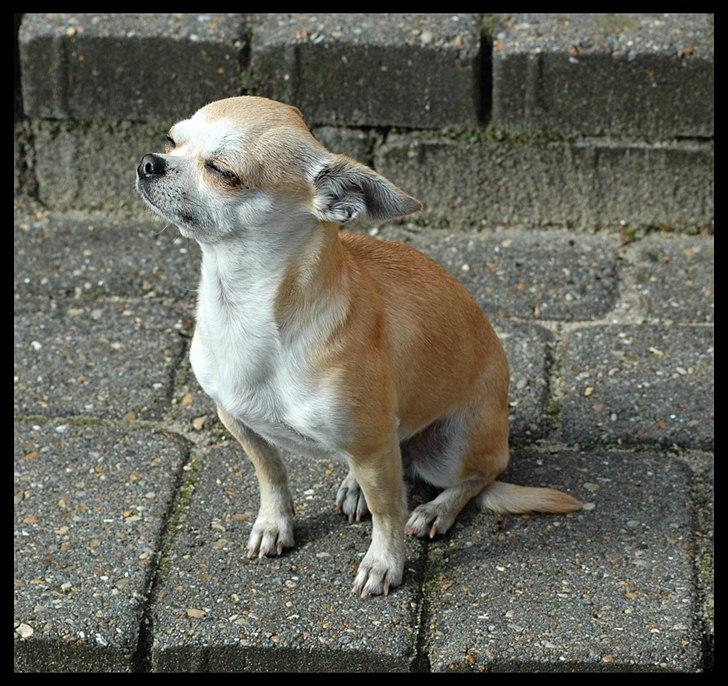 Chihuahua Annabell - Nyder morgensolen billede 9