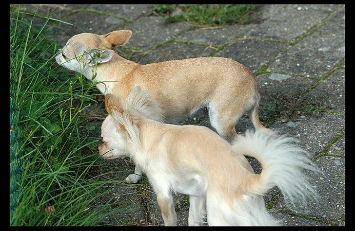 Chihuahua Annabell billede 10