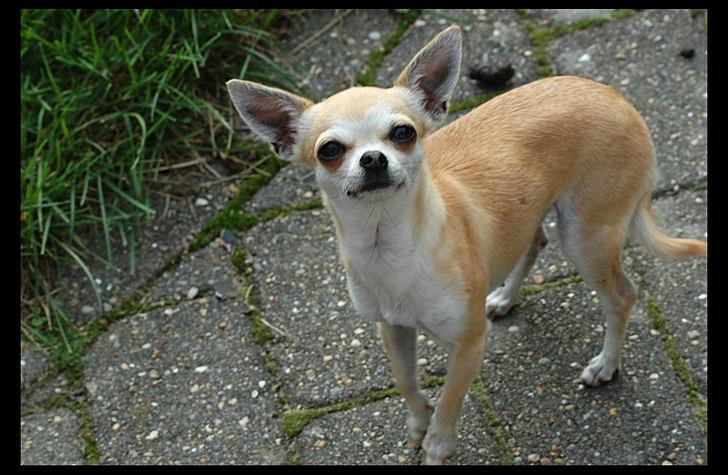 Chihuahua Annabell billede 11
