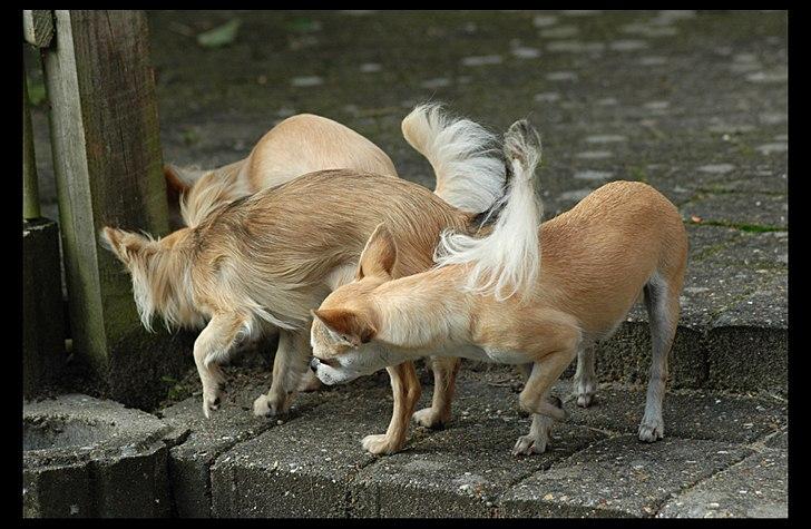 Chihuahua Annabell billede 12