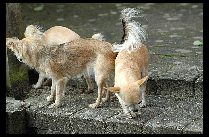 Chihuahua Annabell billede 13