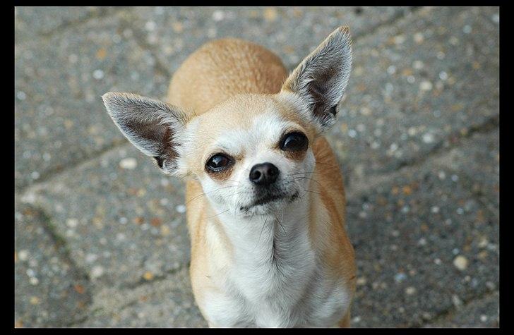 Chihuahua Annabell billede 14