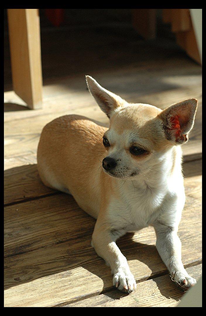 Chihuahua Annabell billede 15