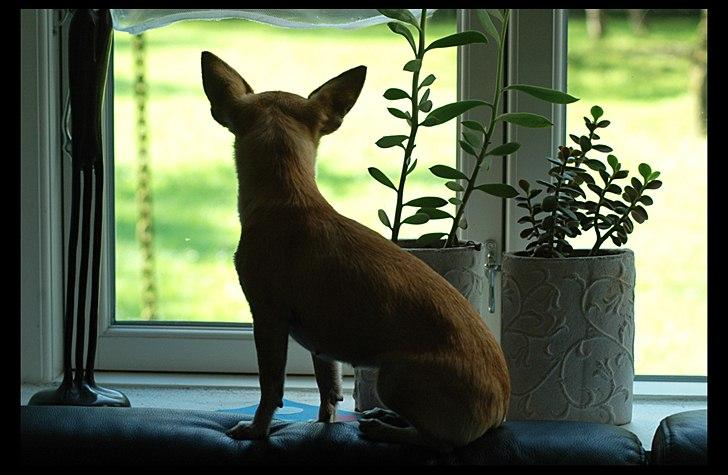 Chihuahua Annabell - Man kan rigtig overskue haven billede 16