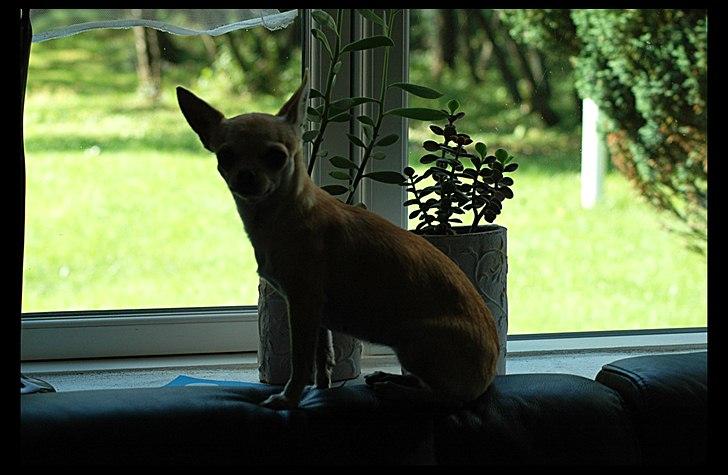 Chihuahua Annabell - Nye bedste sted billede 17