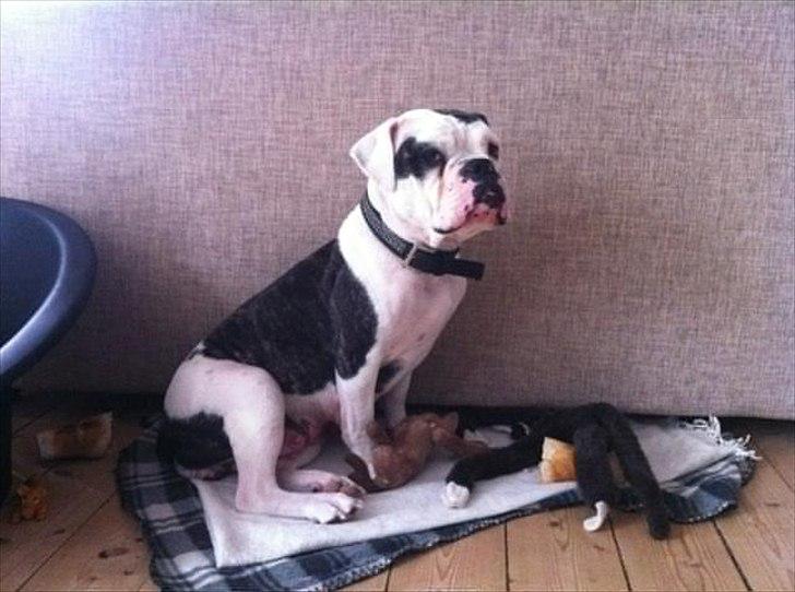 Blanding af racer Freja - Freja`s mor billede 12