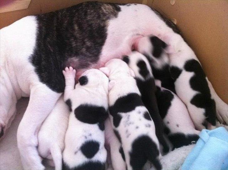 Blanding af racer Freja - Freja`s mor med hvalpene. Freja ligger nederst til venstre billede 13