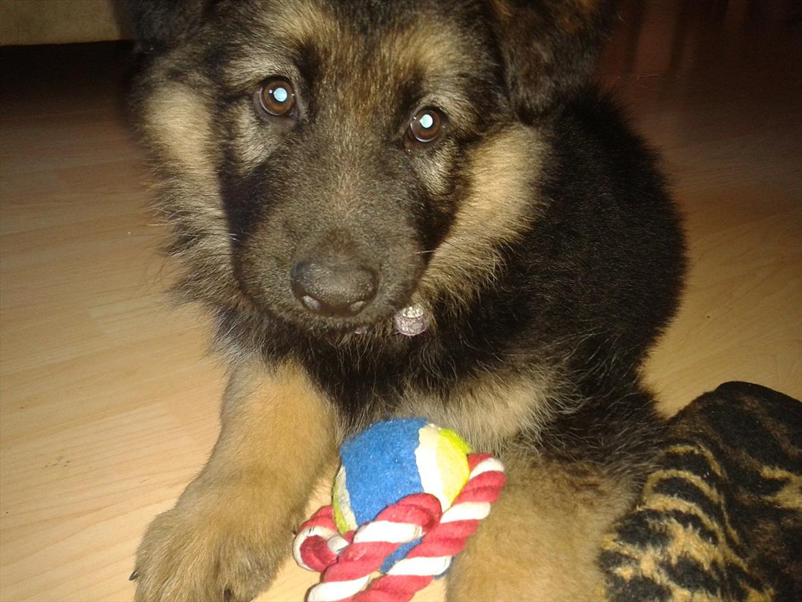 Schæferhund Balder billede 3