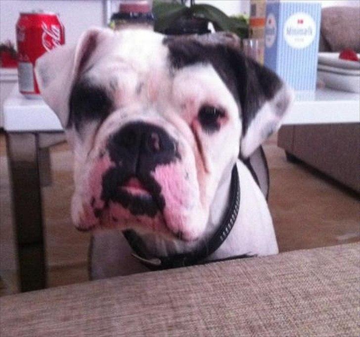 Blanding af racer Freja - Freja`s mor billede 14