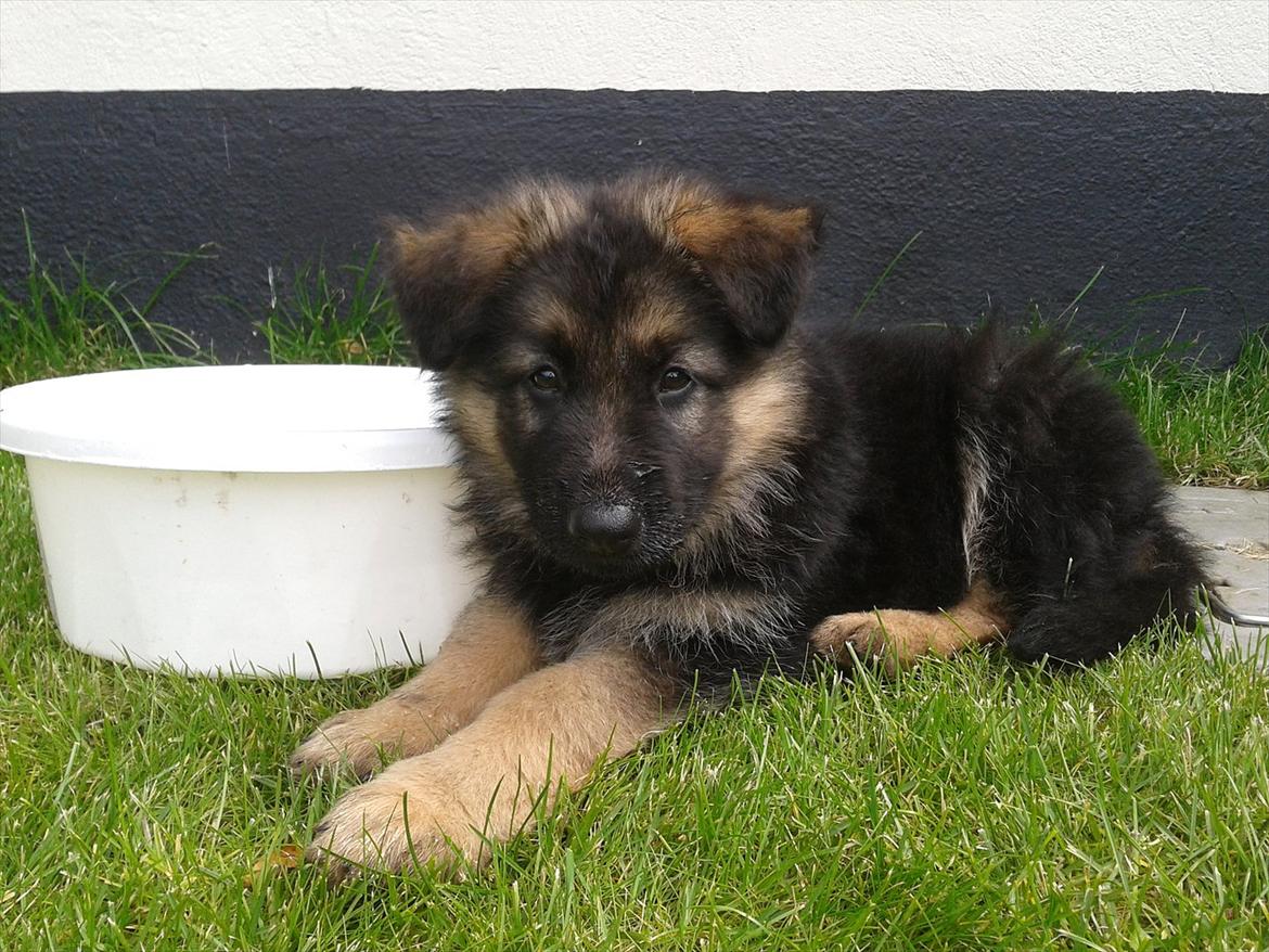 Schæferhund Balder billede 5