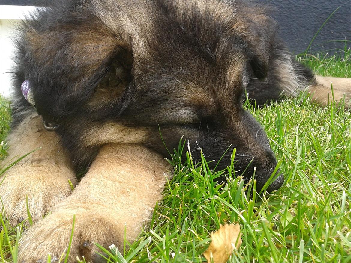 Schæferhund Balder billede 6