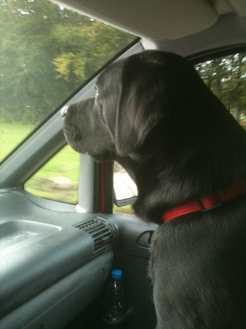 Labrador retriever Fifi sunshine casino - på tur med far i firma bil  billede 13