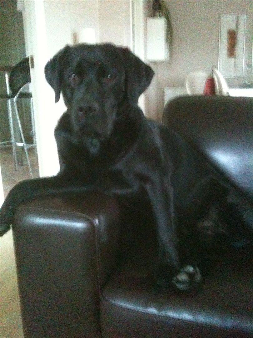 Labrador retriever Fifi sunshine casino billede 14