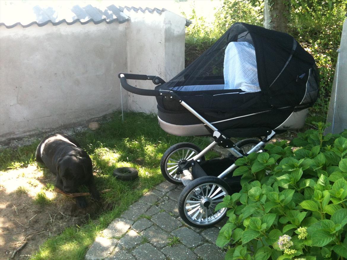 Labrador retriever Fifi sunshine casino billede 15