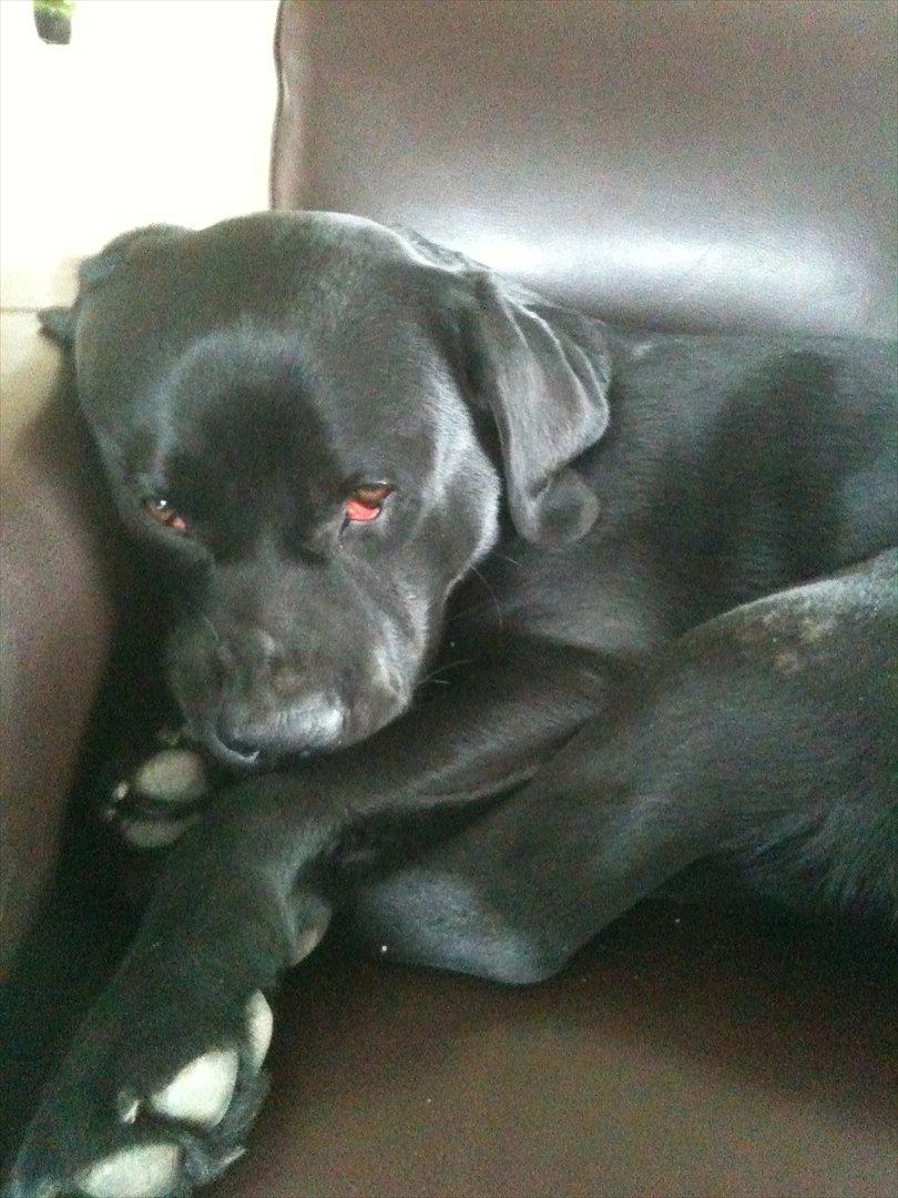 Labrador retriever Fifi sunshine casino - ej hvor er jeg altså træt billede 16