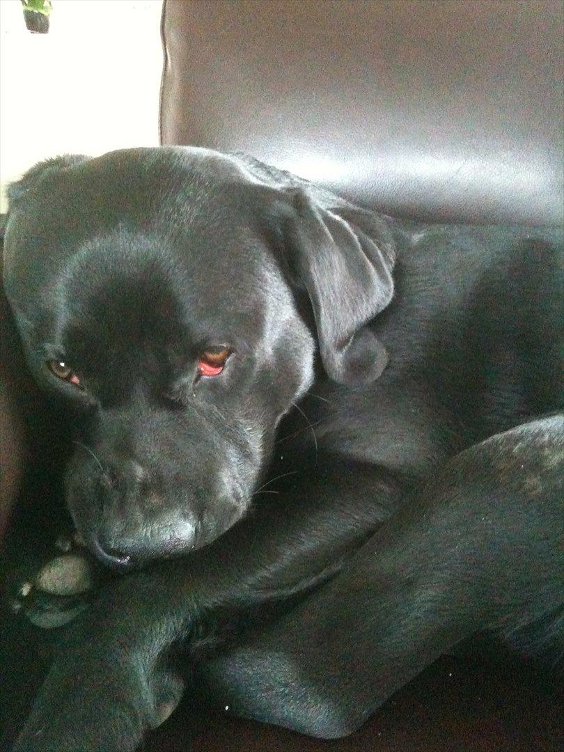 Labrador retriever Fifi sunshine casino - nu skal der soves hehe billede 17