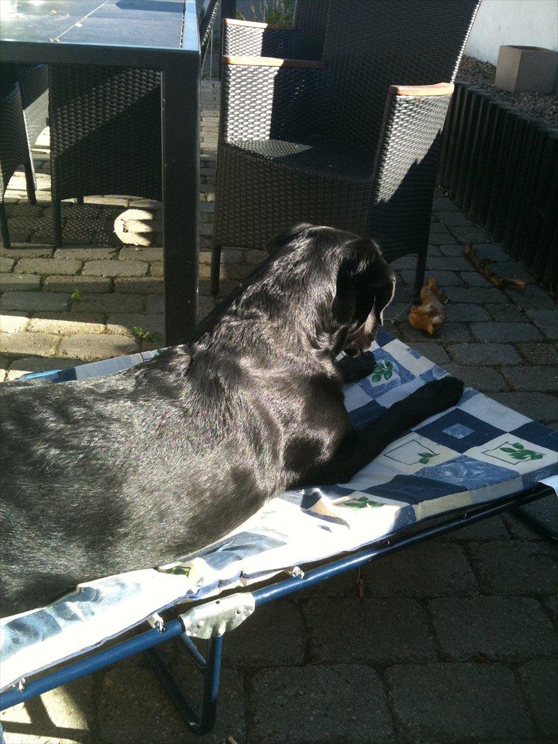 Labrador retriever Fifi sunshine casino - Tak for drømme sengen mor  billede 18