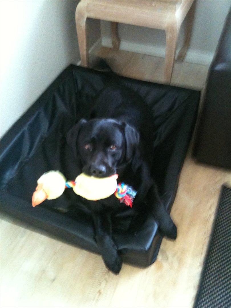 Labrador retriever Fifi sunshine casino - et styk legetøj der holder i 2 min :-) billede 19