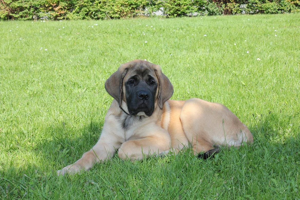 Mastiff Casa de Labranza´s Belicia "Bertha" - 13 uger billede 22