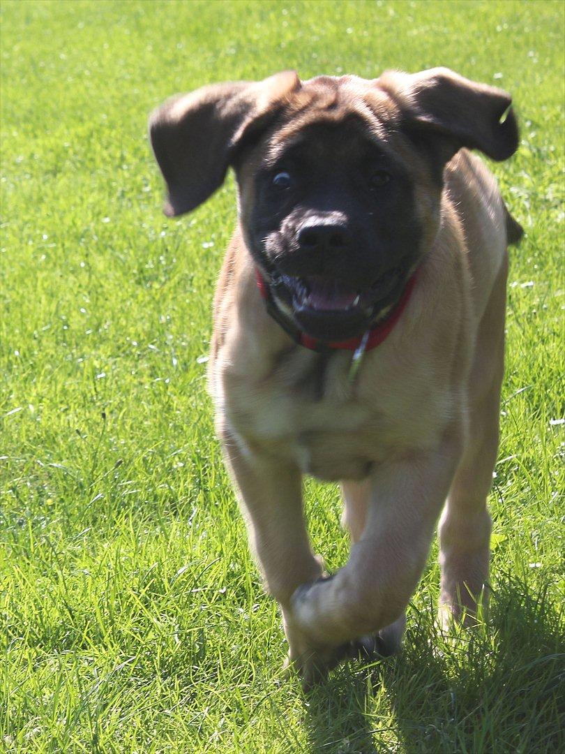 Mastiff Casa de Labranza´s Belicia "Bertha" - 13 uger i fuld galop billede 21