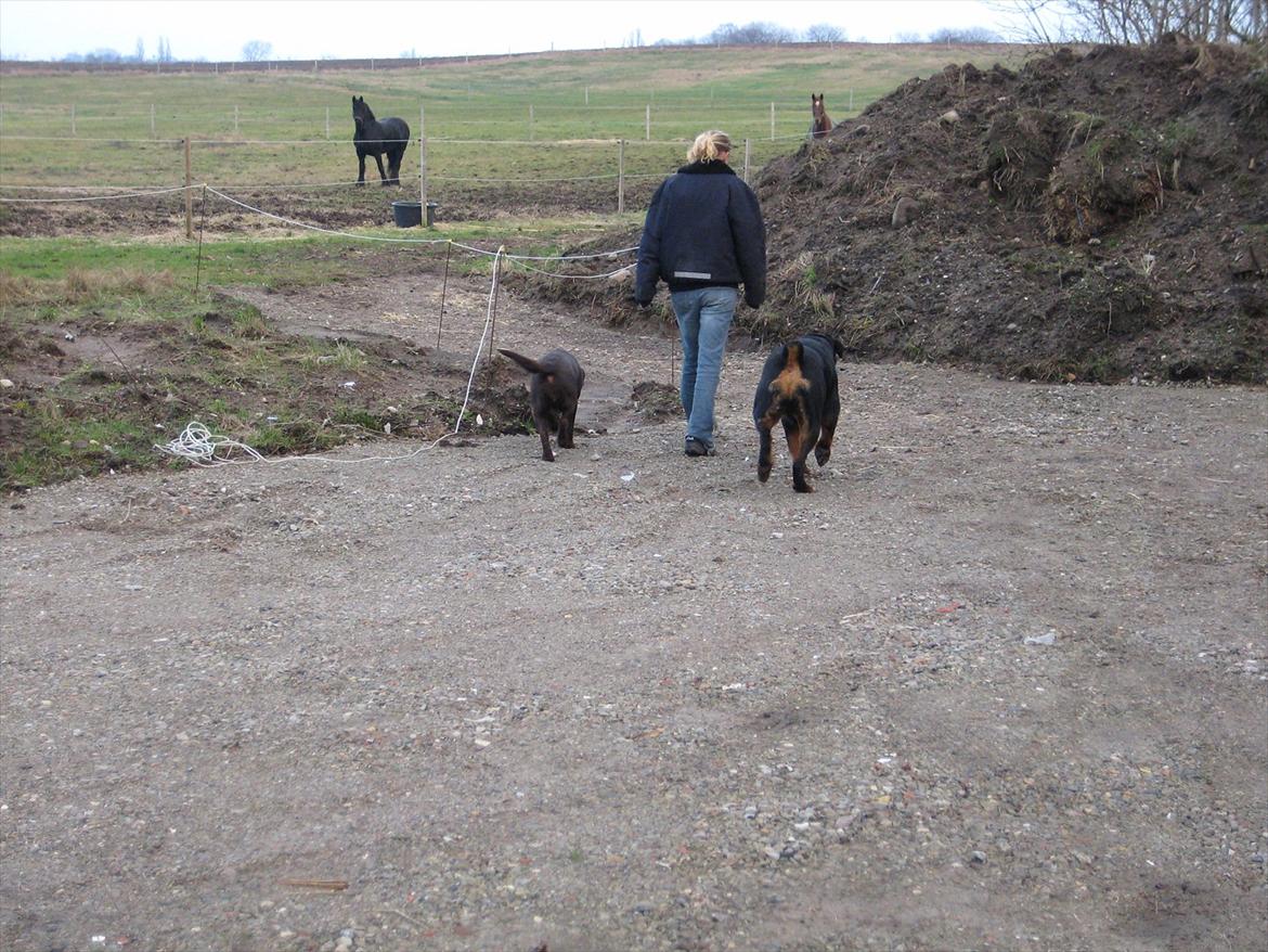 Rottweiler Canto (svigerforælders) - når enden er god, så er alting godt billede 20