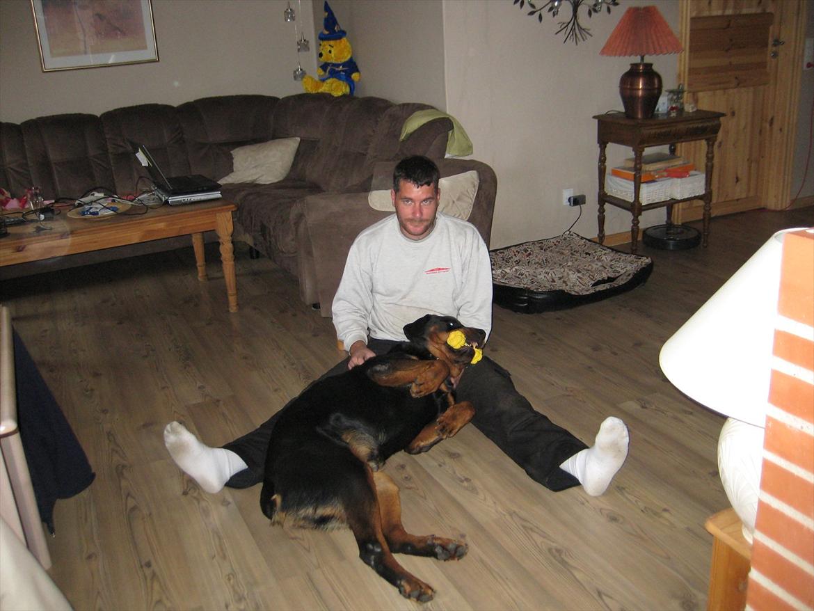 Rottweiler Canto (svigerforælders) billede 10