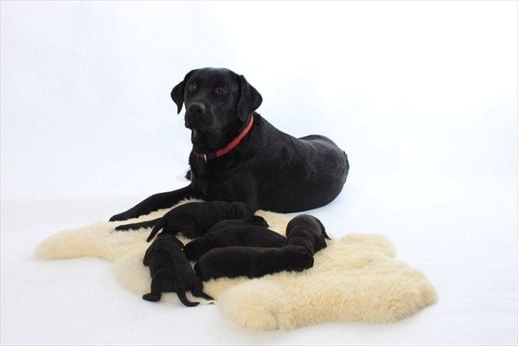 Blanding af racer Molly - Molly og hvalpene 'Fotosession' billede 3